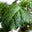 Aged Patchouli