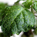 Aged Patchouli