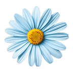 Blue Chamomile