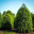Canadian Hemlock
