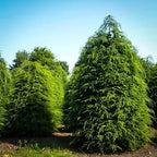 Canadian Hemlock
