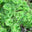 Cedarmoss