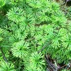 Cedarmoss