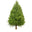 Century Old Canadian Fir