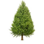 Century Old Canadian Fir