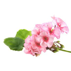 Chinese Geranium 
