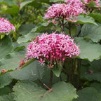 Chlorodendrum
