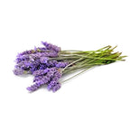 Crimean lavender