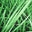Emerald Ruh Khus
