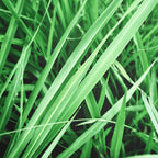 Emerald Ruh Khus