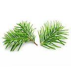 Fir Needle