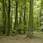 French Oakwood