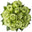 Green Rose Otto