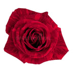 Gypsy Rose