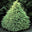 Himalayan Cedar