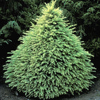 Himalayan Cedar