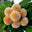 زهرة كادامب