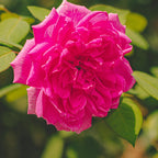 Taif Rose Firewood