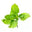  Green Patchouli