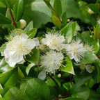 Pineapple Myrtle
