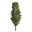 Poplar tree