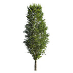 Poplar tree