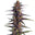 Purple Thai Malaccensis