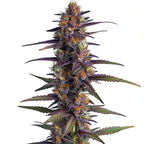 Purple Thai Malaccensis