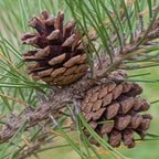 Red Pine