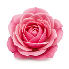 Rose de Mai de Grasse