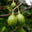  Thai Malaccensis