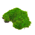 Treemoss