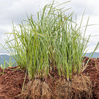 Vetiver Tobacco