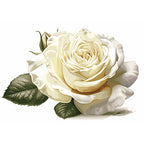 White Rose Otto