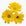 Yellow Floral