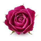 Azerbaijan rose otto