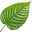 Betel leaf