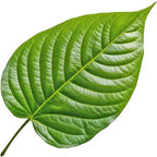 ورق التنبول