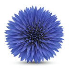 Blue spikenard