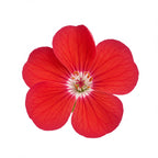 Bourbon geranium