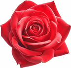 ورد بلغاري أوطو