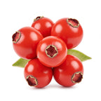 Bulgarian red rose