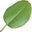Carob Tree