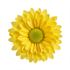 Chrysanthemum