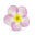 Cistus