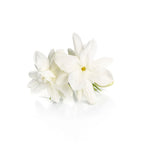 Egyptian Jasmine