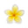 Frangipani absolute