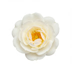 French white rose