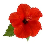 زهر الخبازي