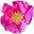 Japanese Rosa Rugosa Absolute